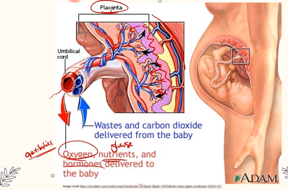 <p>The placenta inside the uterus is semi-permeable, allowing oxygen, nutrients and hormones to be delivered to the baby without blood mixing.<br><br>The fetus sends blood containing waste, urea, and carbon dioxide, while in exchange, the mother diffuses oxygen, nutrients and hormones into the baby’s blood. <br><br>Also, the mother’s blood contains specific antibodies, so any disease that the mother is exposed to, she will be producing antibodies for; Which also end up in the baby’s blood, and give it immunity against that specific disease as well.</p>