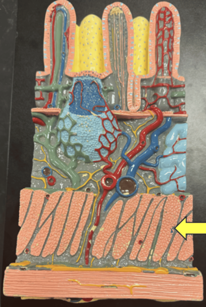 knowt flashcard image