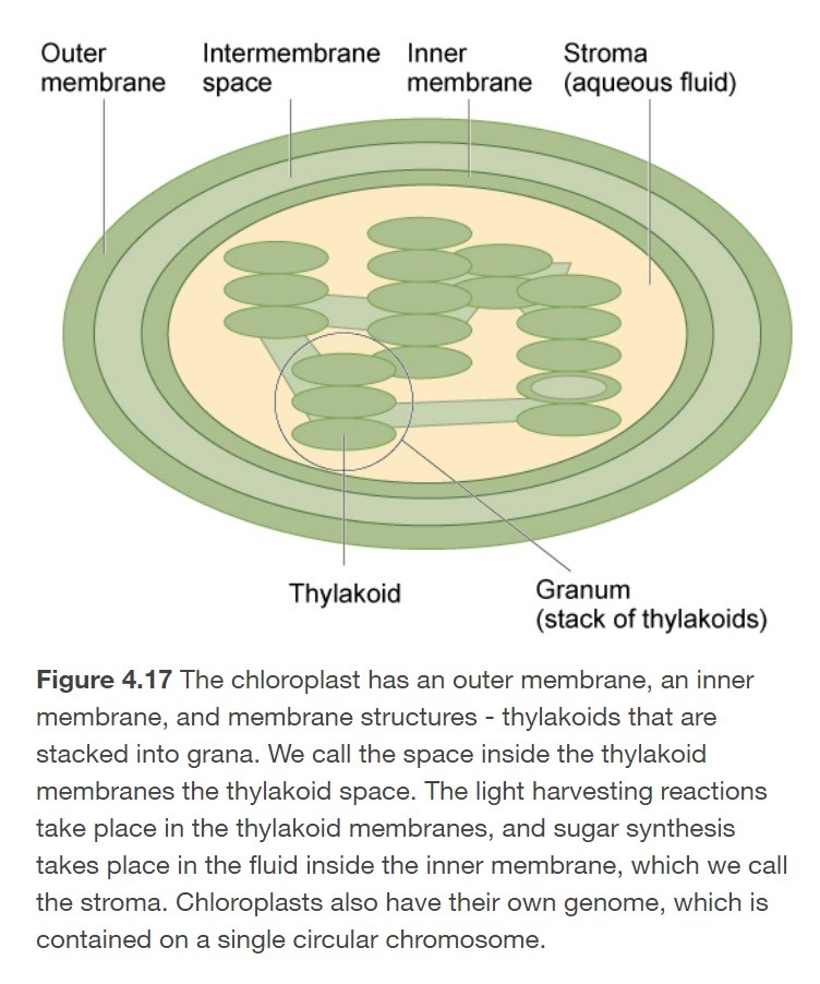 <ol><li><p>Outer membrane</p></li><li><p>Intermembrane space</p></li><li><p>Inner membrane</p></li><li><p>Stroma</p></li><li><p>Granum</p></li><li><p>Thylakoid</p></li></ol>