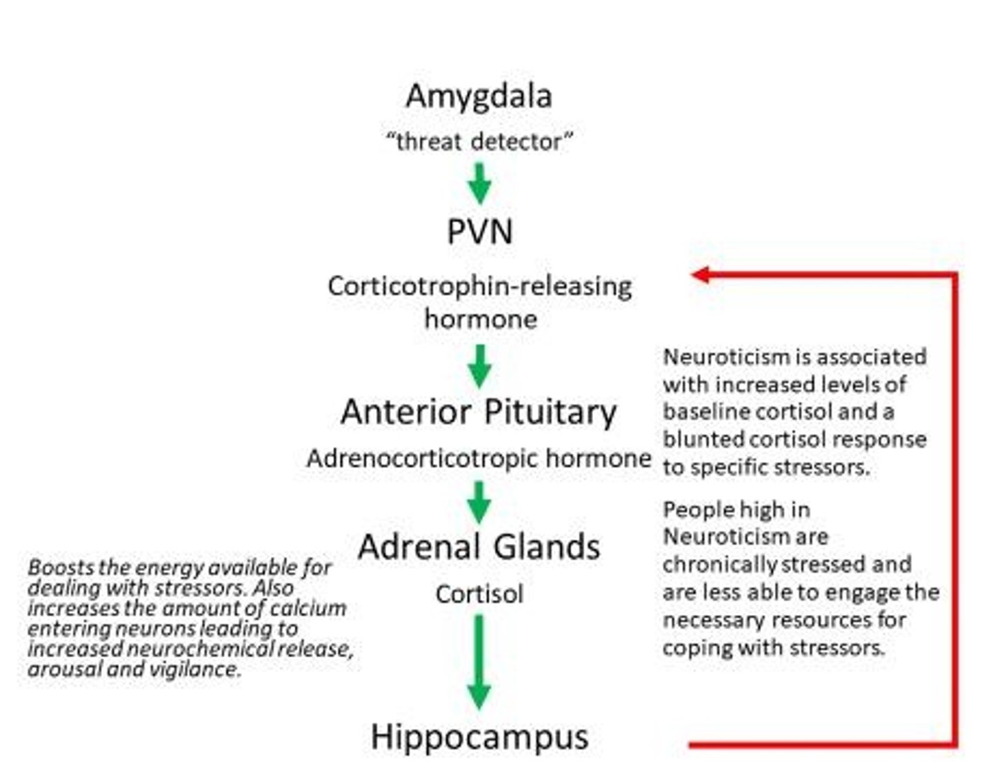 <p>Cortisol is a hormone released by the adrenal glands, with levels highest in the morning and lowest at night.</p>