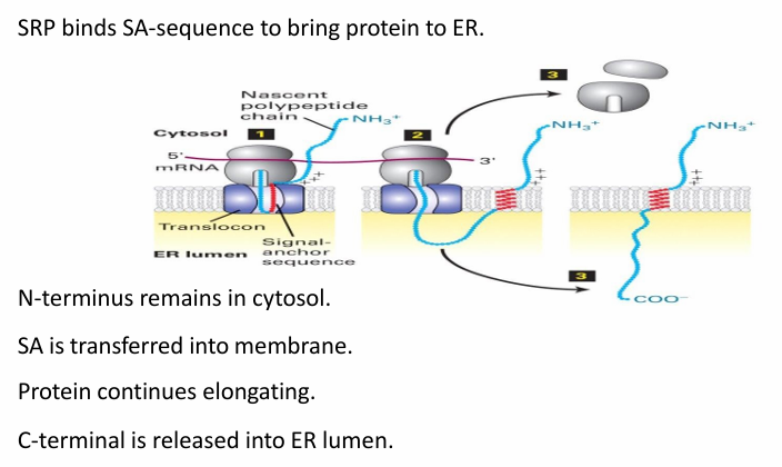 <ul><li><p>The SA sequence (red) is recognized by SRP to bring the protein and ribosome to ER membrane&nbsp;</p></li><li><p>SA sequence is then transferred to translocon&nbsp;</p></li><li><p>(+) residues prevent transfer of N-terminal portion of protein into translocon&nbsp;</p></li><li><p>Translocon opens laterally to allow diffusion of SA sequence into membrane&nbsp;</p></li><li><p>C-terminus pushed through translocon into ER lumen&nbsp;</p></li></ul><p></p>