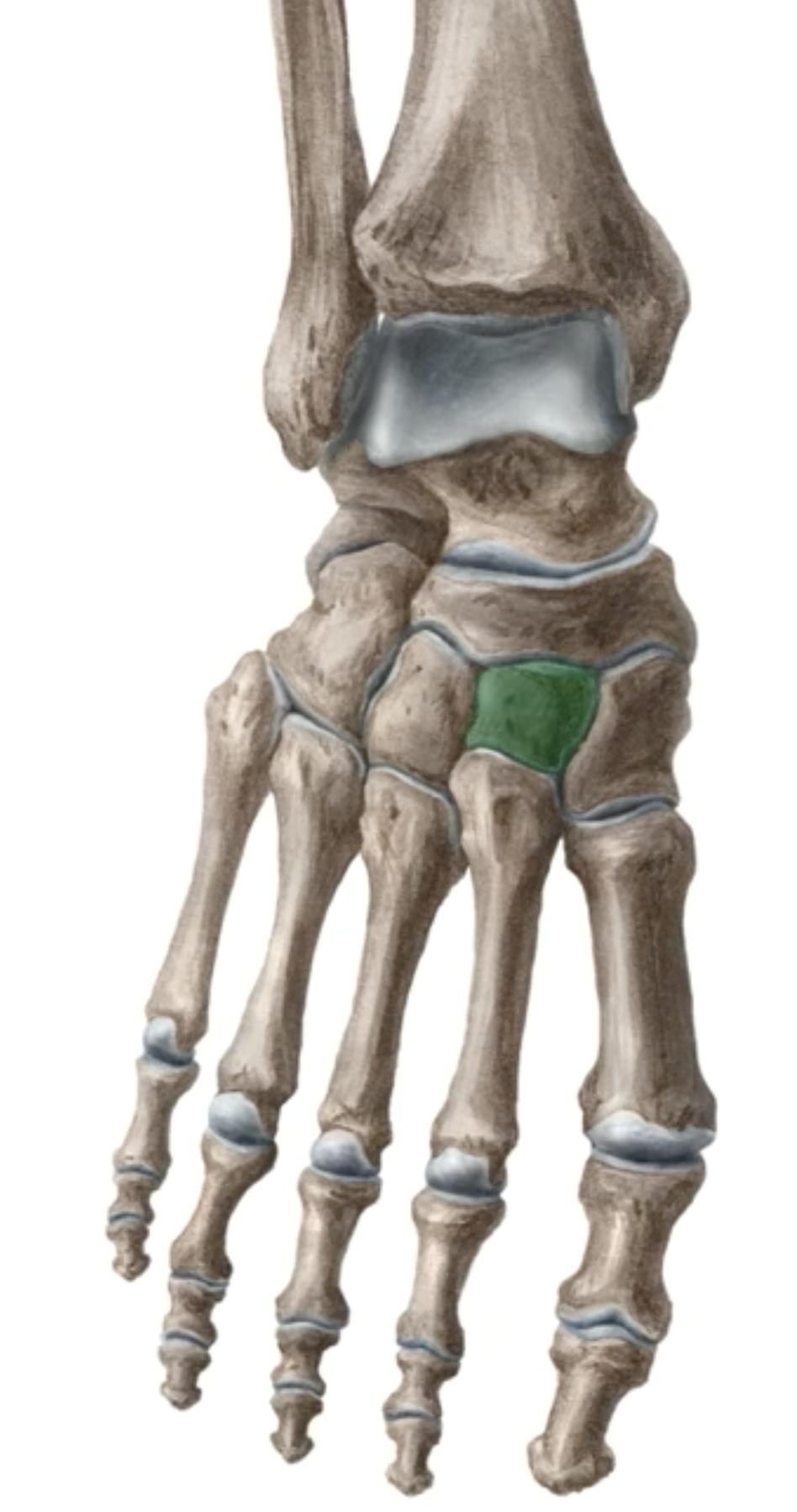 <p>What is this bone? </p>