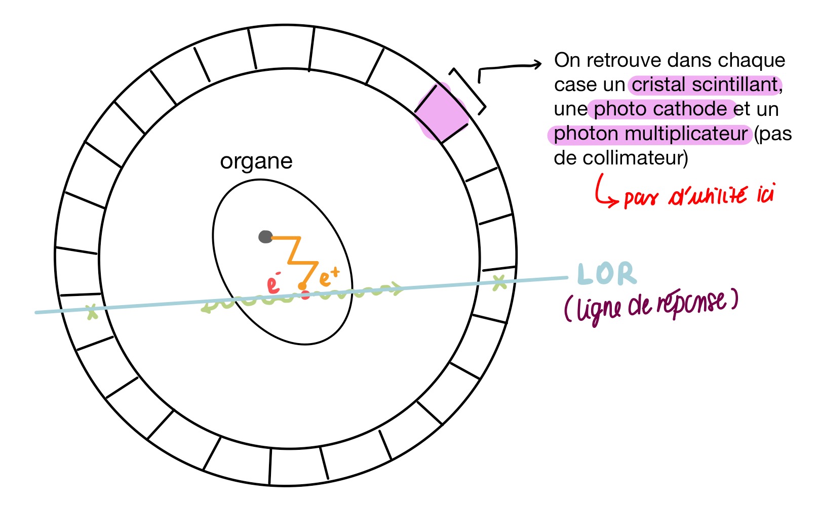 <p>1) Production des <strong>émetteurs</strong> <strong>β+</strong> : Ces émetteurs n’existent pas à l’état naturel (il faut les fabriquer). Un cyclotron va accélérer des protons, leur faisant acquérir une énergie cinétique très importante (État excité) → Ces noyaux très énergétiques peuvent alors subir une réaction qui vont générer des <strong>émetteurs</strong> <strong>β+.</strong></p><p>2) L’émetteur va subir une <strong>désintégration</strong> <strong>β+ </strong>et va éjecté un positon (émis avec une certaine énergie cinétique qui le fera quitter l’atome dont il vient — généralement ils sont produits avec une petite énergie cinétique pour que la zone d’annihilation ne soit pas trop loin du noyau)</p><p>3) L’<strong>annihilation</strong> des positons : Lorsque l’énergie cinétique du positon devient nulle, le positon s’associe <em>brièvement</em> à un électron en repos dans le matériau. L’électron et le positon s’annihilent pour former 2 photons <strong>γ</strong>.</p><p>4) Les deux photons <strong>γ </strong>sont émis à des directions directement opposés (180°) car principe de conservation de l’énergie. Deux détecteurs positionnés à 180° l’un de l’autre devront détectés chacun un photon <strong>γ </strong>simultanément. Cette droite parcourue est appelée la <strong>ligne de réponse LOR</strong>.</p><p>(!) Existe une fenètre de tolérence temporelle (de quelques nanosecondes)</p><p>→ <strong>RECONSTRUCTION TOMOGRAPHIQUE</strong> : Consiste à rechercher les points d’intersections des LOR (prenant en compte leur poids)</p>
