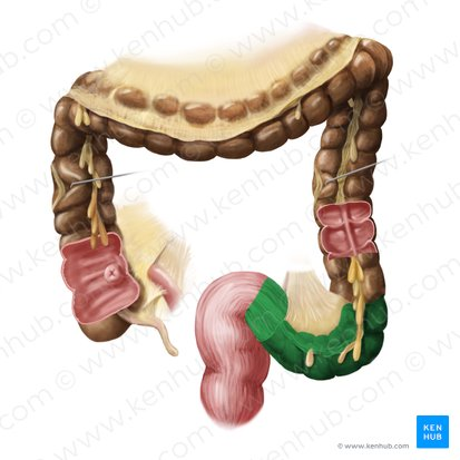 <p>An S-shaped curve that connects the descending colon to the rectum.   </p>