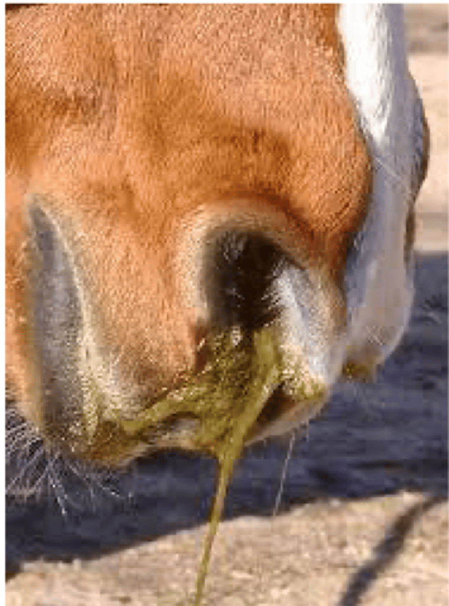 <p>what is choke/esophageal obstruction</p>