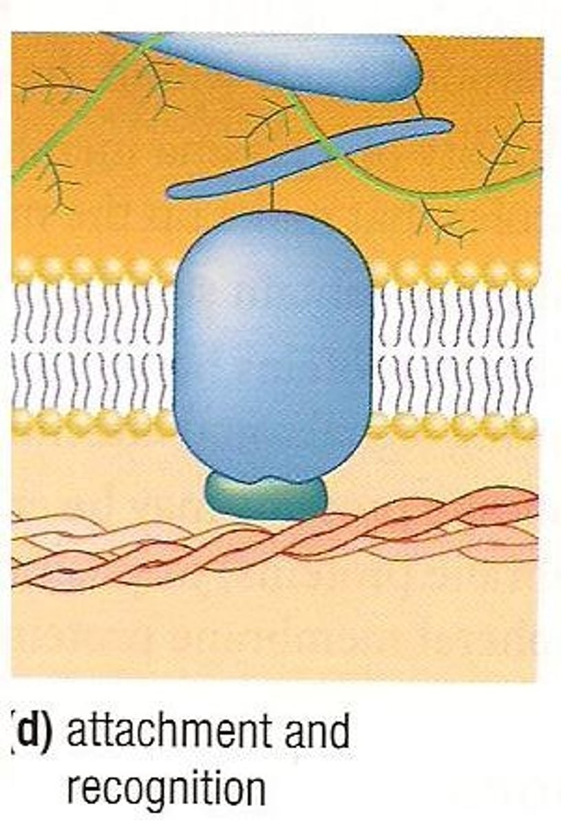 <p>The function of membrane proteins that help anchor parts of the cytoskeleton.</p>