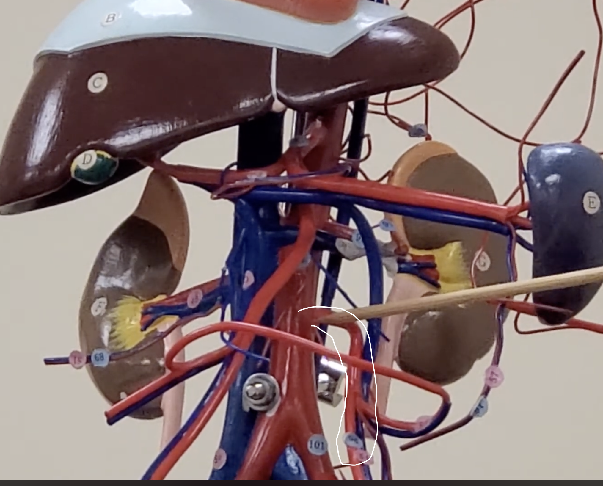 <p>branches out the abdominal aorta</p>