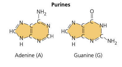 <p>purine name + draw</p>