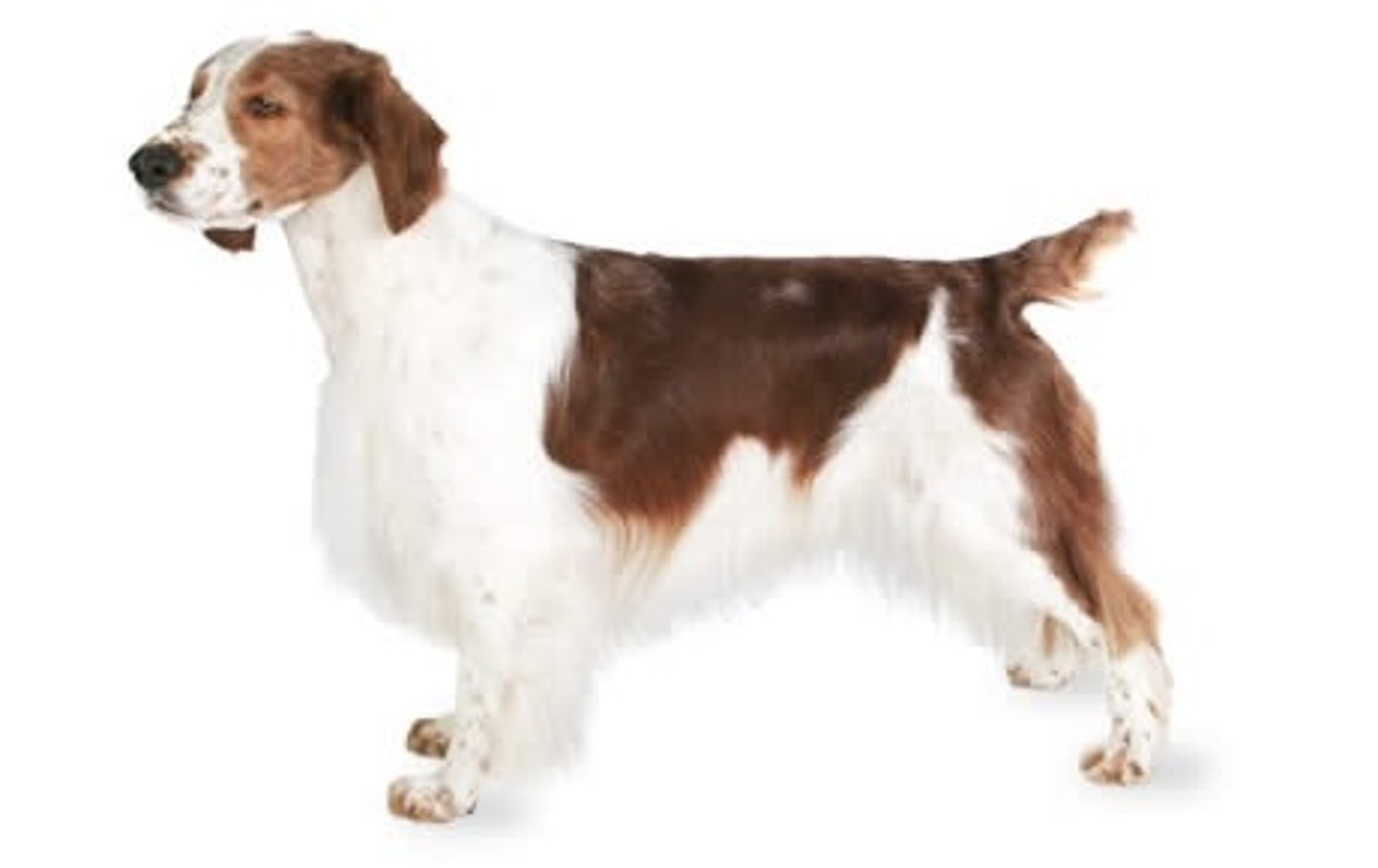 <p>Sporting Group Loyal, straight flat coat. Red and white. Slightly smaller than English Spaniel. Generally a docked tail.</p>