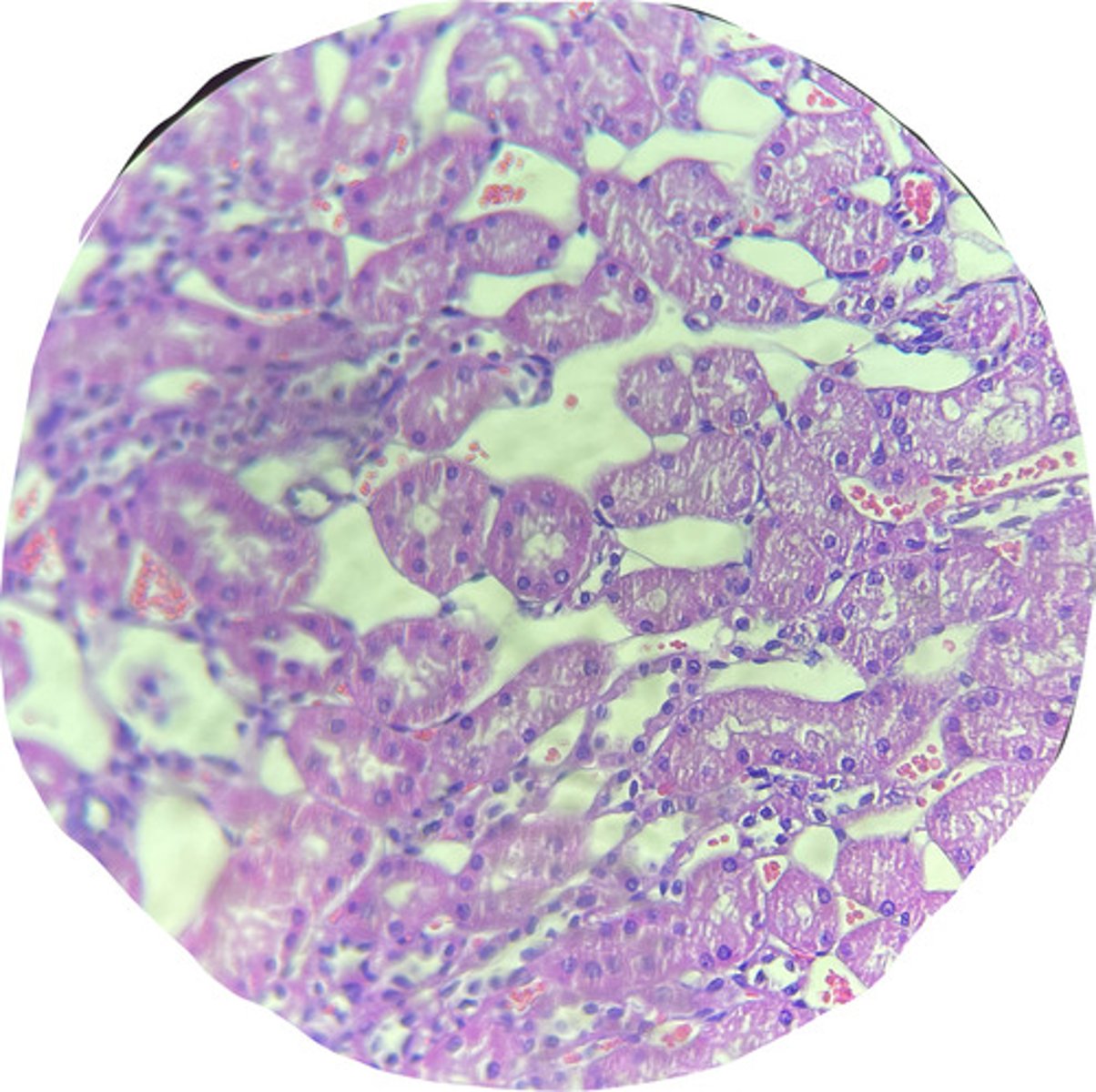 <p>the white structures found in a kidney sample are ___</p>