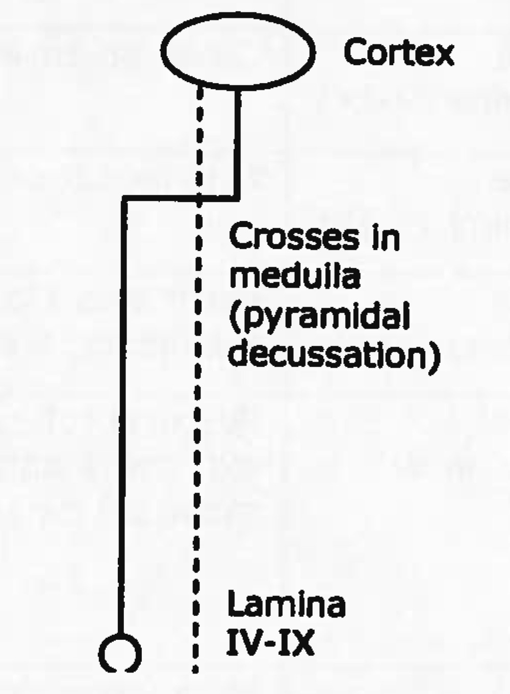 <p>Name tract</p><p>Ascending or descending?</p>