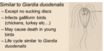 <p><strong><span>GIARDIA</span></strong></p><p><strong>Phylum:</strong> Meta-monoda</p><p><strong>Class:</strong> Trepo-monadea</p><p><strong>Order:</strong> Diplo-monidida</p><p><strong>Family:</strong> Hexa-mitidae</p><p><strong>Genus:</strong><em>Giardia</em><span>,</span><em>Spironucleus<br></em><br></p><p><strong>Main species:</strong></p><p><em><span>G. duodenalis </span>– </em>mammals (paired median bodies, lie transversally). Divided into 8 genotypes.</p><p><em><span>G. enterica </span></em></p><p><em><span>G. canis - cati </span></em></p><p><em><span>G. bovis </span></em></p><p><em><span>G. simondi </span></em></p><p><em><span>G. agilis </span>– </em>ampibia, birds, reptiles (long and narrow trophozoites, long median bodies)</p><p><em><span>G. muris </span>– </em>rodents, birds, reptiles (small paired median bodies, rounded)</p><p><em><span>G. ardeae </span>– </em>birds</p><p><strong>Morphology:</strong></p><p><strong>Cysts:</strong> Oval 12-14 um. Each 2 trophozoites. 12 um in size. </p><p><strong>Location: </strong>Small intestine</p><p><strong>FH: </strong>Mammals, birds and reptiles. <strong><span>Zoonotic</span></strong><span>!</span><br><strong>Epizootology: </strong>spring and autumn. - contaminated food or water, intake of cysts, fecal oral route.</p><p><strong>Life cycle: </strong>Direct – sometimes in acute cases trophozoits can also be found in feces. Cysts are infectious when passed in feces and person-to-person transmission is possible shortly after.</p><p><strong>Pathogenesis and clinical signs: </strong>Opportunistic infection.</p><ul><li><p>catarrhal gastroenteritis, especially in young</p></li><li><p>Infection causes severe intestinal disorders, diarrhoea and other symptoms include abdominal distension, nausea and weight loss.</p></li></ul><p>Attachment of the trophozoite to the mucosal surface by means of the adhesive disc cause shortening of the villi of the small intestine, inflammation of the crypts and lamina propria, and lesions on the mucosal cells. Severe infections produce malabsorption syndrome – (watery, steatorrhea, pale, foul smelling).</p><ul><li><p>reduction secretion of small intestinal digestive enzymes.</p></li></ul><p>human rarly fatal in developed countly</p><p></p><p><strong>Clinical signs:</strong> </p><ul><li><p><strong>Acute giardiosis</strong> develops after incubation period of 5-6 days and lasts 1-3 weeks. CS: diarrhea, abdominal pain, bloating, nausea and vomiting. </p></li><li><p><strong>Chronic giardiasis</strong> have recurrent symptoms and malabsorption and debilitation may occur.</p></li></ul><p><strong>Diagnosis:</strong> By recognition of trophozoites or cysts. Only cysts passed in feces but trophozoites may be found, flotation method and zinc sulphate solution (FAUST). 3 fecal exams should be performed in 5-7 days.</p><ul><li><p>PCR can be used</p></li></ul><p><strong>Treatment:</strong> Fenbendazole or febantel (panacur), repeated application for at least 3 days. Prognosis is very good.</p><ul><li><p>metronidazol</p></li></ul><p>Post-treatment feces examination is essential. Cysts can survive in the environment for months. </p><p></p><p><strong><span>SPIRONUCLEUS (Hexamita)</span></strong></p><p><strong>Main species:</strong></p><p><em><span>Hexamita melagridis </span></em>(turkey, quail, pheasant, duck). </p><p><em><span>H. columbae</span></em><span> </span>(pigeons)</p><p><em><span>H. muris</span></em><span> </span>(mice, rats, voles, hornet)</p><p><em><span>H. salmonis</span></em><span> + </span><em><span>truttae</span></em><span> </span>(fish)<span> </span></p><p><strong>Morphology: </strong>Trophozoites are binucleated + 8 flagella (6 anterior, 2 posterior), adhesive disk is absent. </p><ul><li><p>Cysts have 8 nuclei. Longitudinal division</p></li></ul><p><strong>Location: </strong>in liberkuhn crypts of small intestine, cecum, fabrici stock, liver and abdominal cavity.</p><p><strong>FH: </strong>mainly birds, turkey, quail, pheasant, duck but also some fish.<br><strong>Epizootology: </strong>Way of transmission is ingestion of cysts.</p><p><strong>Life cycle: </strong>Trophozoites undergo binary fission in intestine, cysts passed in feces. Forms oval 8-nuclei cyst. Same as giardia.</p><p><strong>Pathogenesis and clinical signs:</strong></p><p>characterized by duodenitis, enterititis</p><p>Signs nonspecific and include:</p><ul><li><p> watery diarrhoea that may be yellowish later in the disease</p></li><li><p> dry, unkempt ruffled feathers</p></li><li><p> listlessness</p></li><li><p> rapid weight loss despite continuing to eat</p></li><li><p> Birds may die in coma or convulsions.</p></li><li><p> Bulbous dilatations of the small intestine</p></li></ul><p>enteritis, dehydration,</p><p>Disease of young animals (e.g. turkeys at 10 weeks old) has 80% mortality.</p><p><strong>Diagnosis: </strong>find trophozoites and cysts in droplets of intestinal contents after staining, for example with haematoxylin.</p><ul><li><p>Post mortem examination, catarrhal inflammation of small intestine with a lot of spilled fluid.</p></li></ul><p><strong>Treatment: </strong>Not known. Can prevent by good hygiene, nutrition and separate breeding of young turkeys. </p><p>Cysts are the infective form</p>
