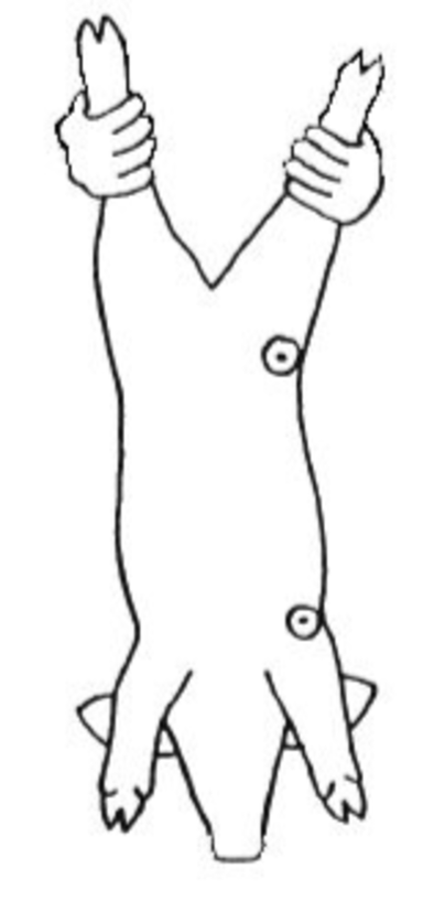 knowt flashcard image