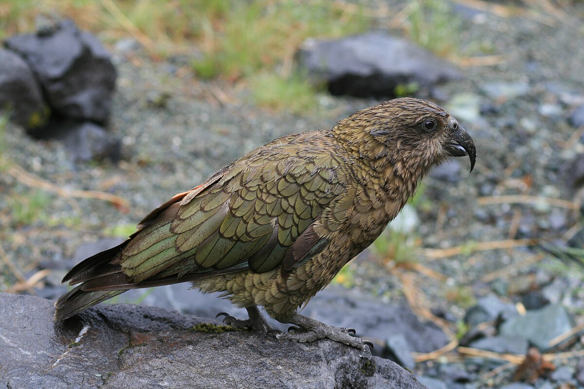 <p>Status: EN</p><p>Family: Nestoridae</p><p>New Zealand, South Island</p>