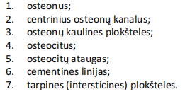 <p>plokštelinis kaulinis audinys (ilgojo kaulo diafizės skersinis pjūvis)</p>