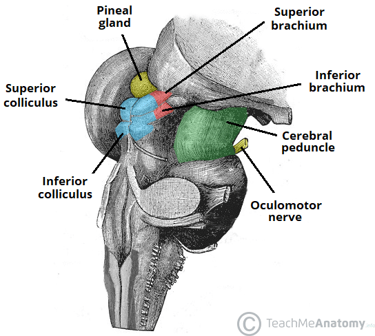 <p><span><span>Tectum (dorsal/posterior surface) → split into 4 tubercles: L/R superior and inferior colliculi</span></span></p><p><span><span>Cerebral peduncles (ventral/anterior surface) → crus cerebri and tegmentum, separated by the substantia nigra</span></span></p><p><span><span>Substantia Nigra → Pars compacta (dorsal), Pars reticulata (ventral)</span></span></p>