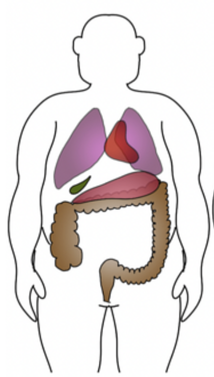 <p>Identify which body habitus this is</p>