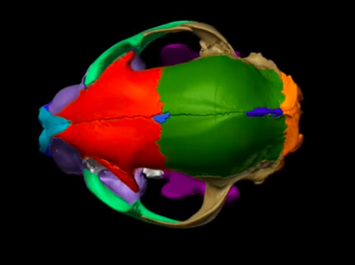 <p>The bregma ( dark blue area)</p>