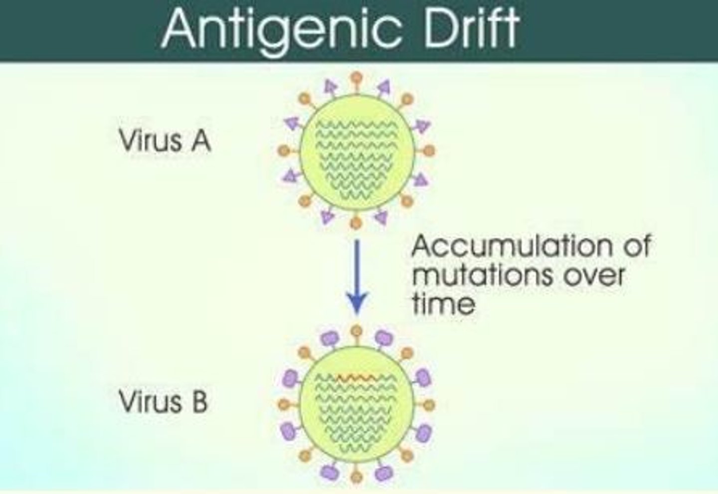 <p>Accumulation of hemagglutinin and neuraminidase gene mutations within a SINGLE STRAIN of virus within a single place.</p><p>This is a SLOW and GRADUAL process. </p>