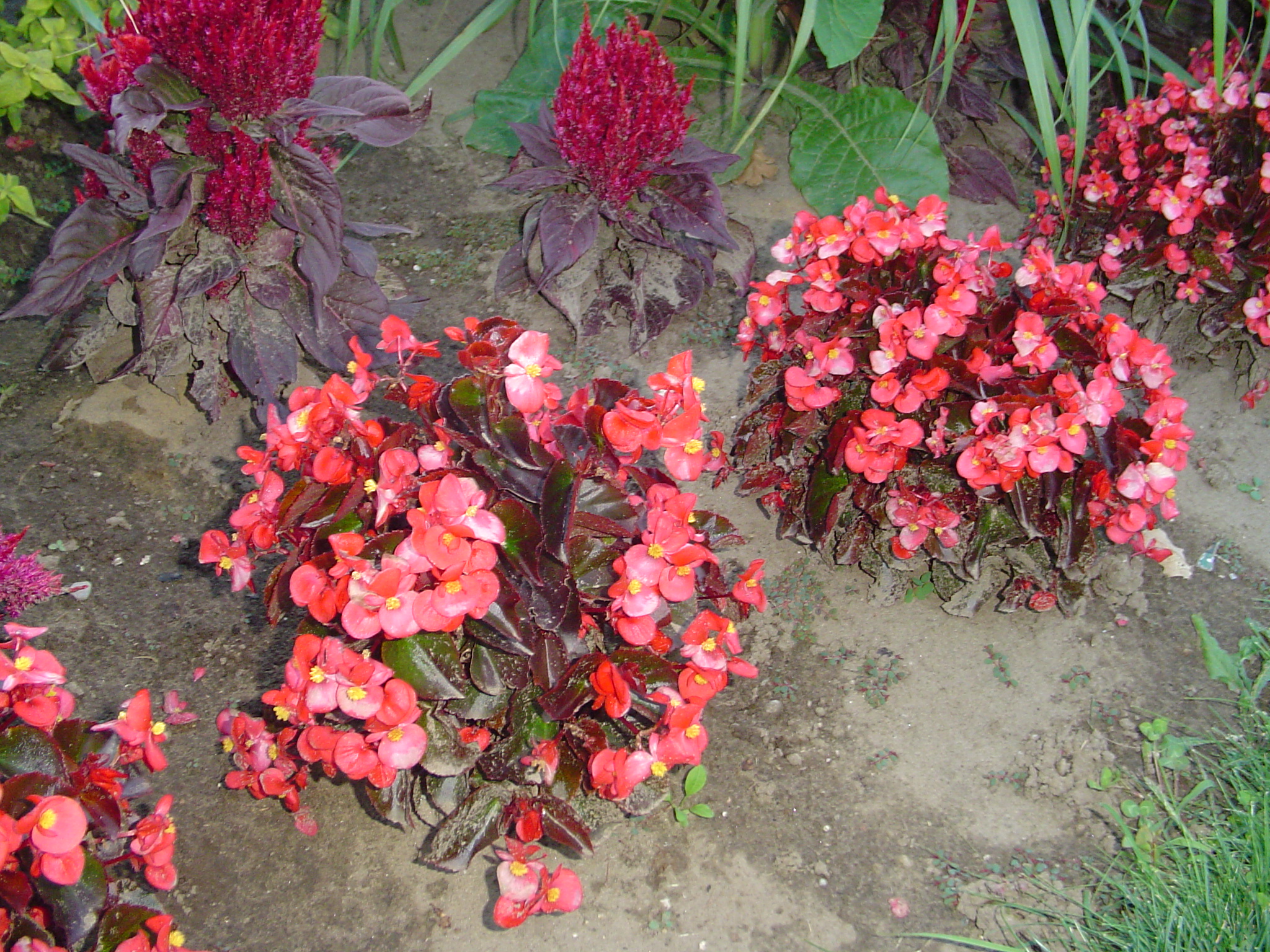 <p>Wax Begonia </p>