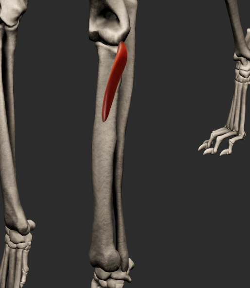 <p>odstup: ligamentum collaterale laterale articulationis cubiti, epicondylus lateralis humeri, ligamentum anulare radii</p><p>úpon: kraniomediálně na radius</p><p>fce: supinace antebrachia</p>