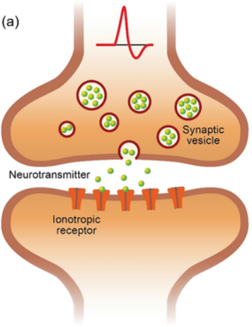 <p><u>neurocrine molecules carry signals from one cell to the next</u>; <u>electrical signal</u> of presynaptic cell <u>converted to a chemical signal</u></p><ul><li><p>Signal molecules cross synaptic cleft + <u>bind to a receptor on the target cell</u></p></li><li><p>Majority of synapses</p></li></ul><p></p>