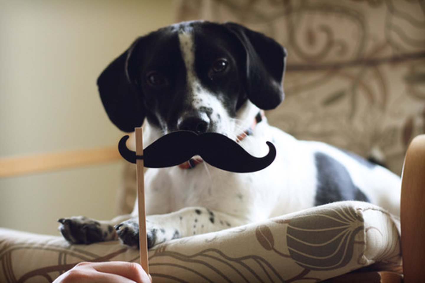 <p>to have a mustache</p>