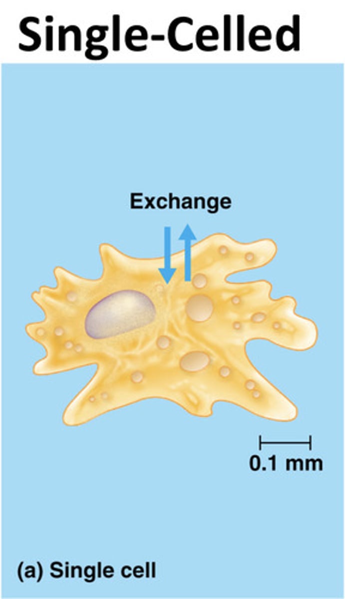 <p>direct exchange with environment ex. amoeba</p>
