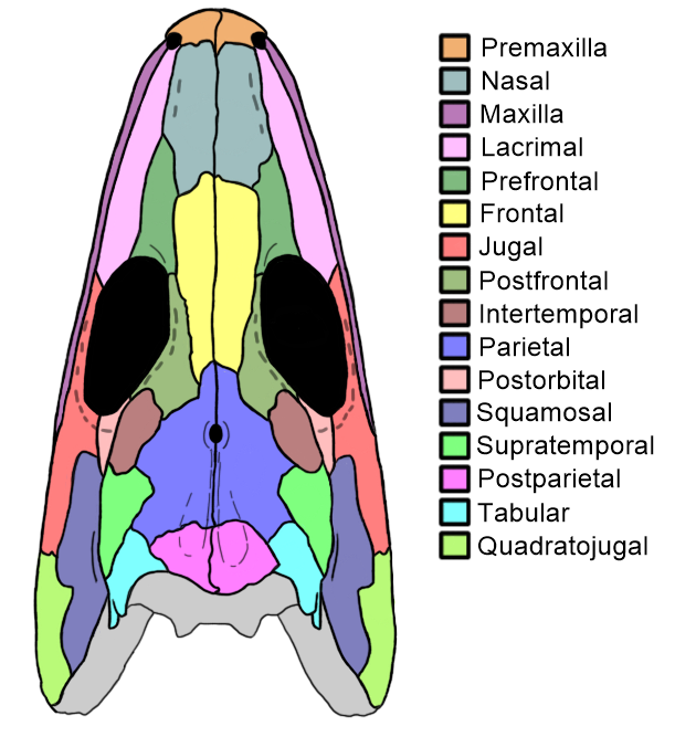 <p>below supratemporal</p>