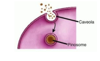 <p>Pinocytosis</p>