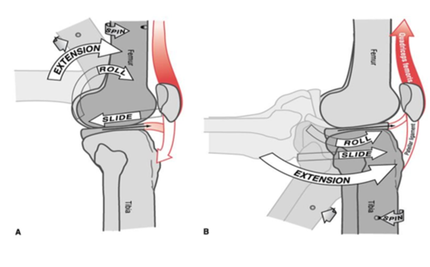 <p>posterior femur roll, anterior glide</p>