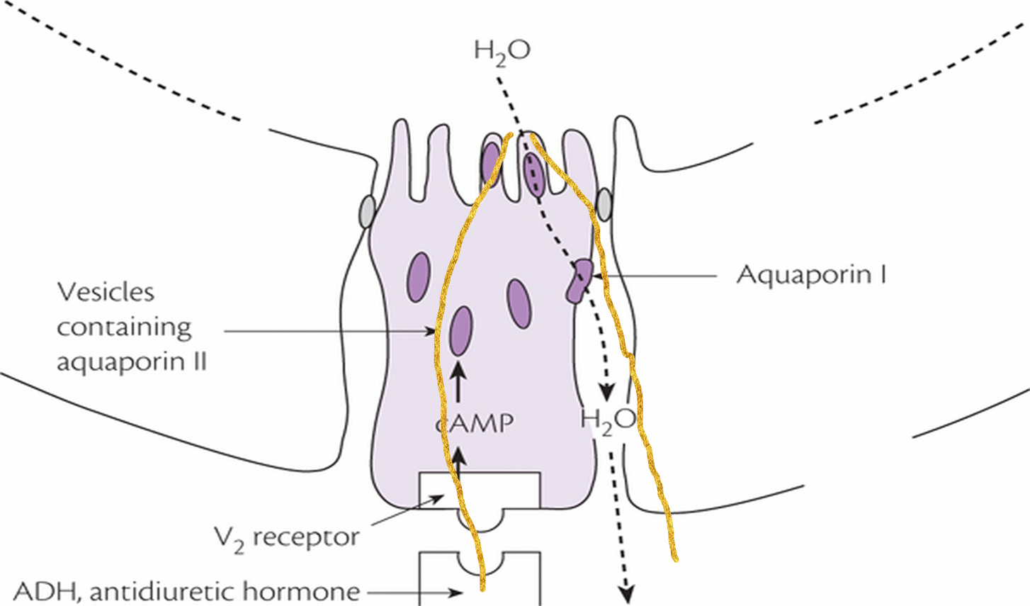 cortical collecting duct