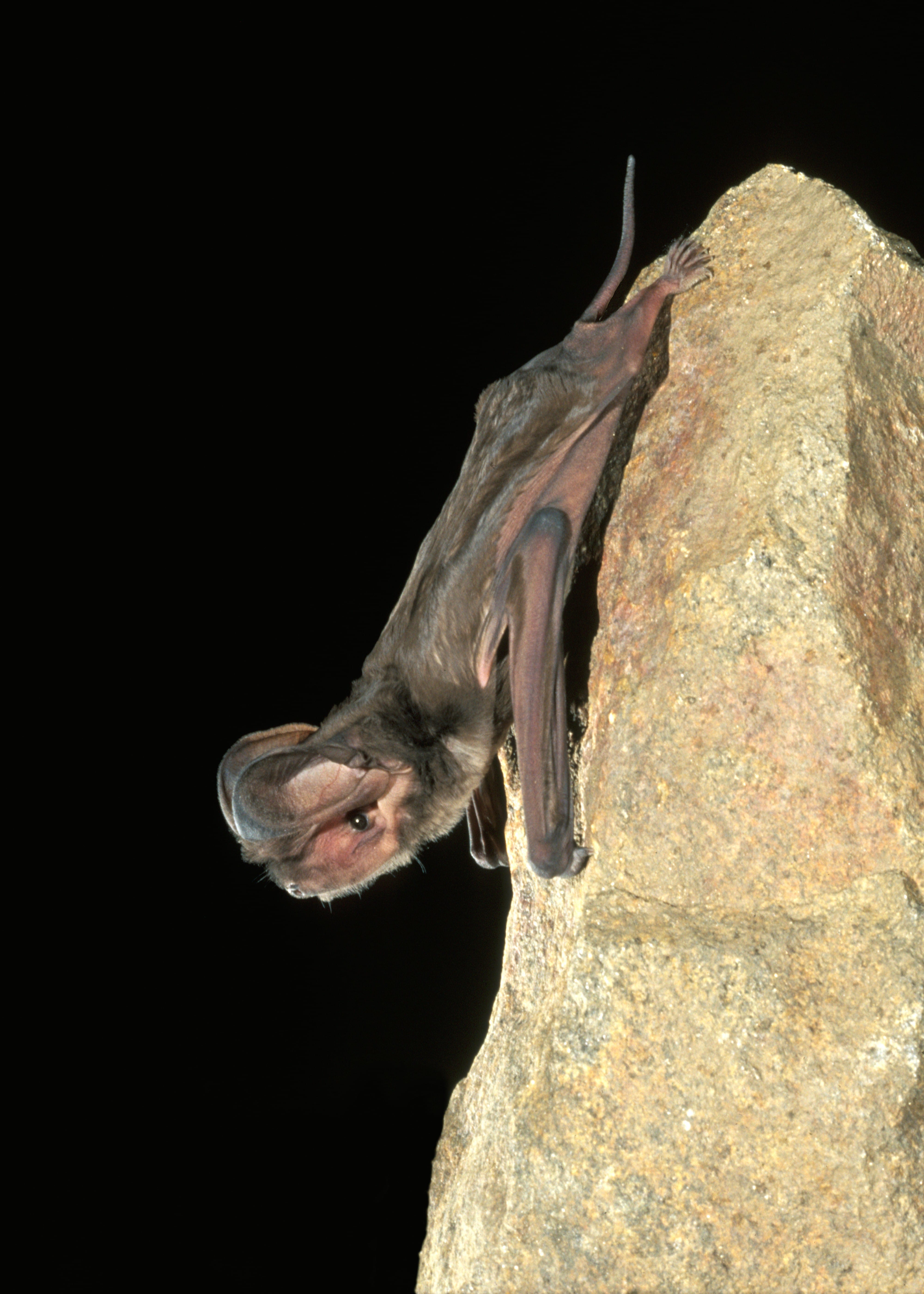 <p>Western Mastiff Bat</p>