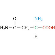 <p><strong>CH2</strong> - C - O and NH2</p>