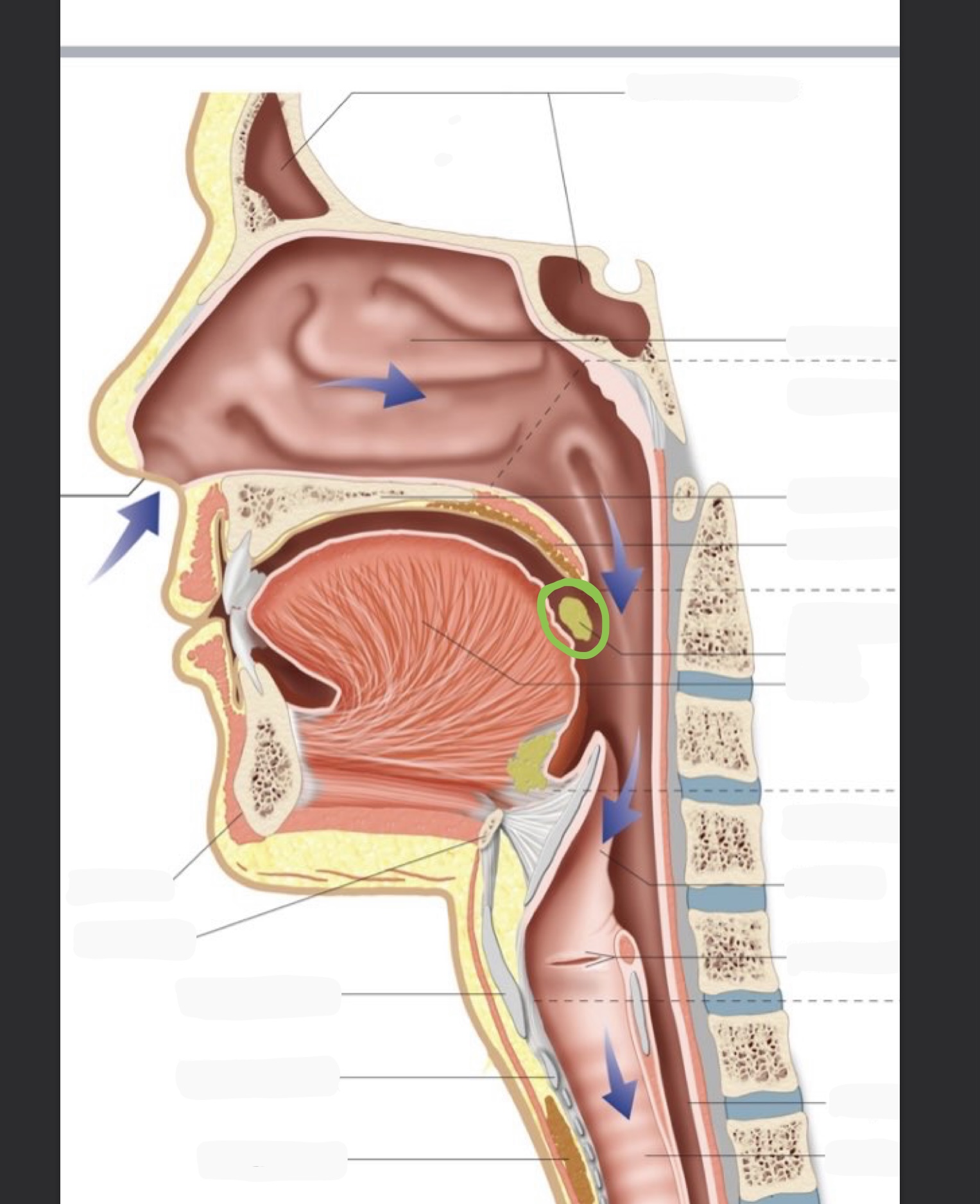 knowt flashcard image