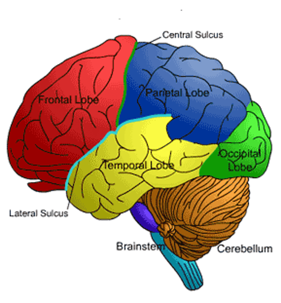 <p>frontal, parietal, occipital, temporal</p>