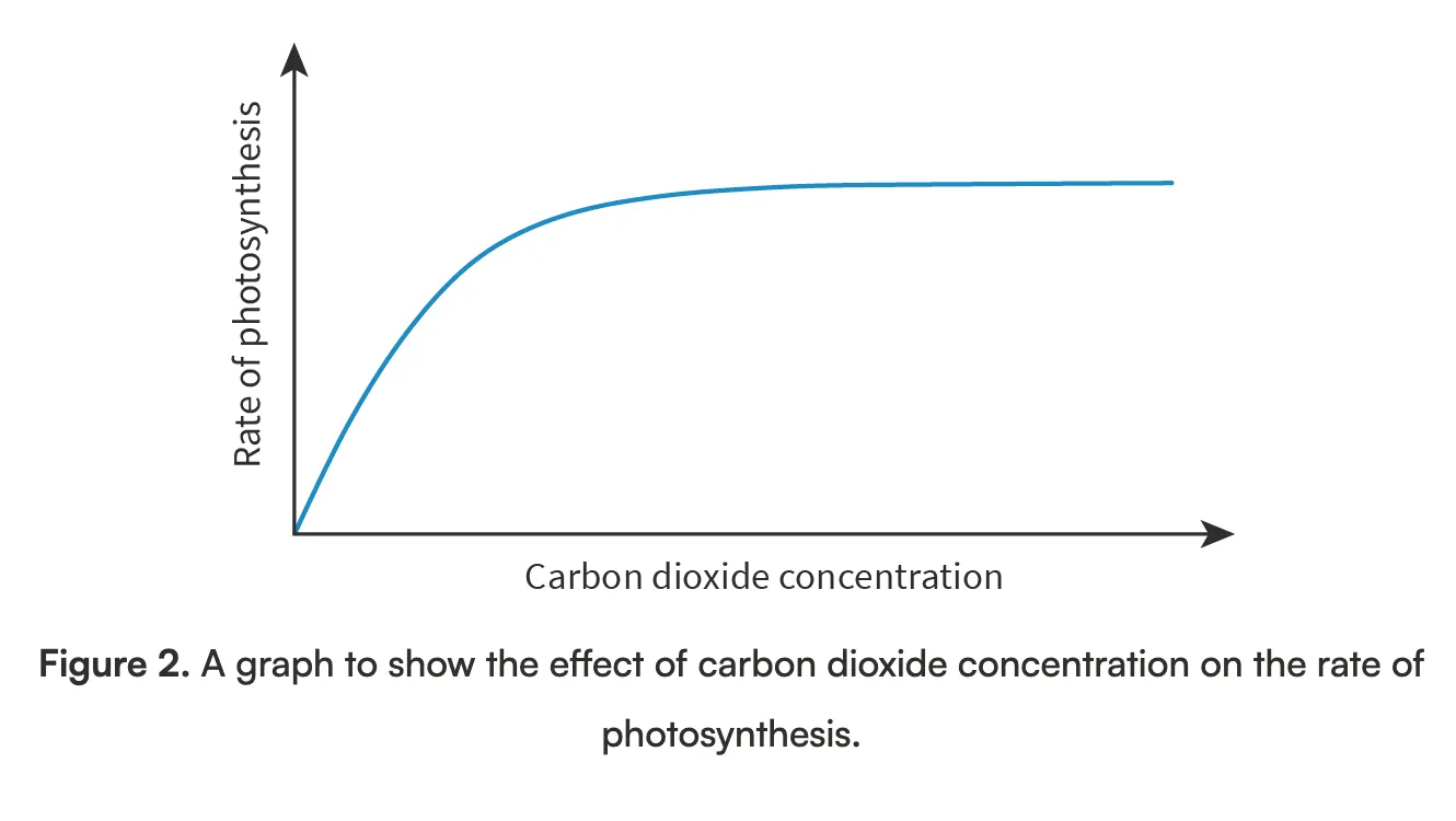 <p>Without carbon dioxide, photosynthesis cannot occur. The rate of photosynthesis increases as carbon dioxide concentration increases (up until a certain point). A certain point is shown by the plateau (flat area) of the graph</p>