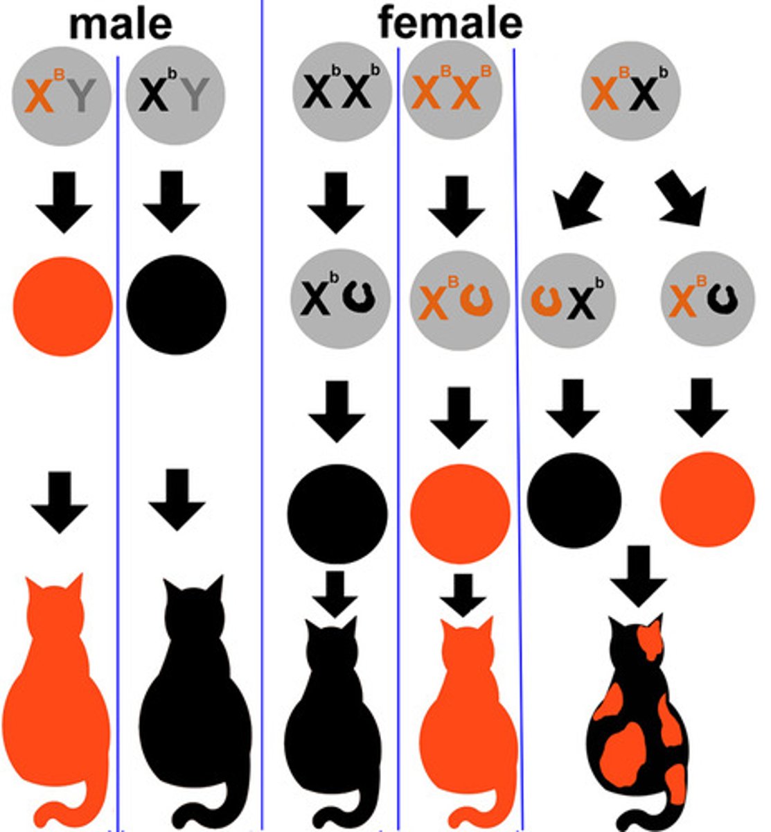 <p>By looking at fur colour in cats</p><p>- X chromosome contains genes for it</p>
