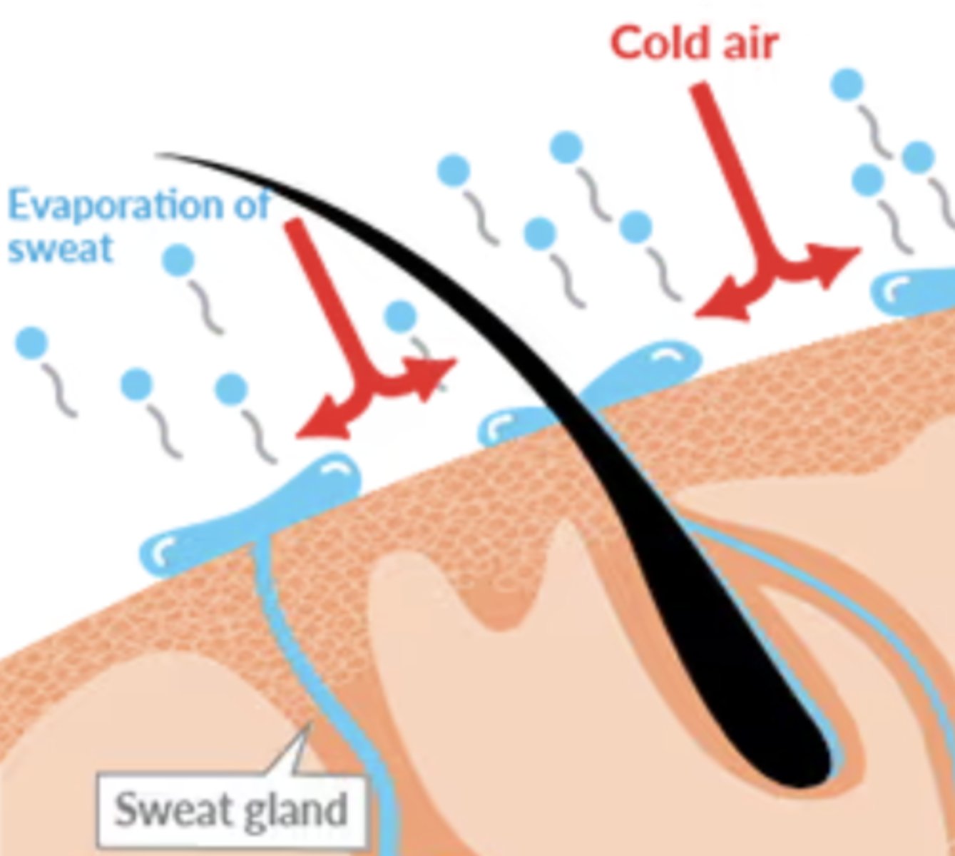 <p>reduction in temperature resulting from the evaporation of a liquid</p>