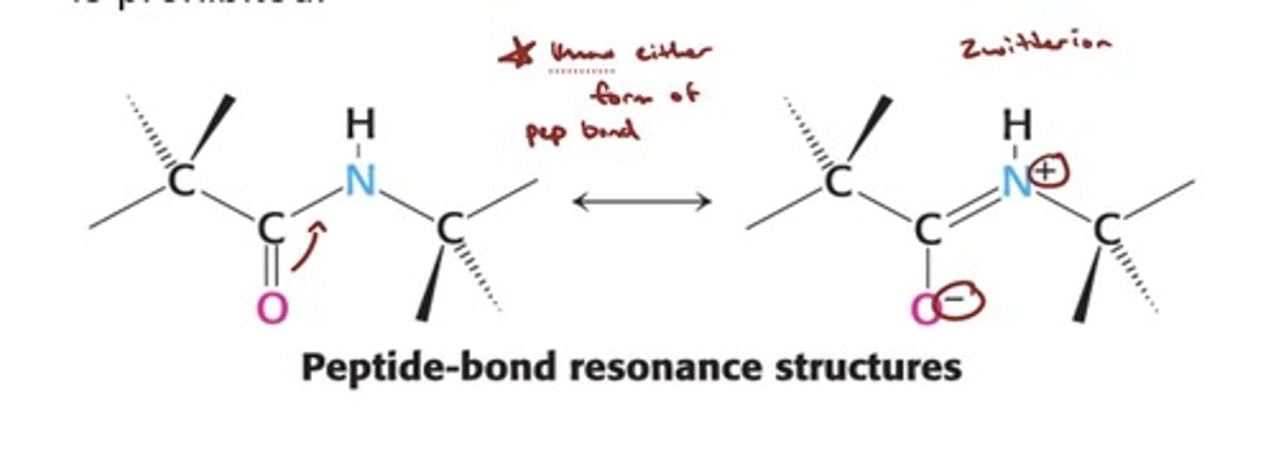 <p>- The peptide bond has partial double-bond character</p><p>because of resonance; thus, rotation about the bond</p><p>is prohibited.</p><p>- knwo either form of peptide bond!</p>