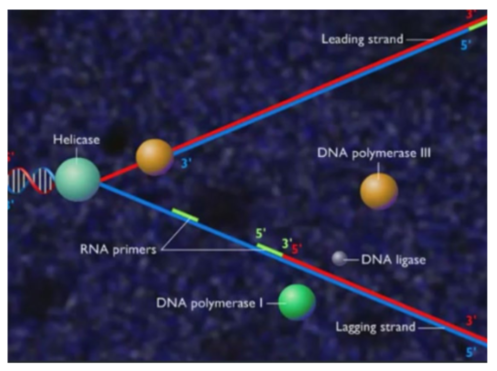 L1 Structure of DNA & DNA replication Flashcards Knowt