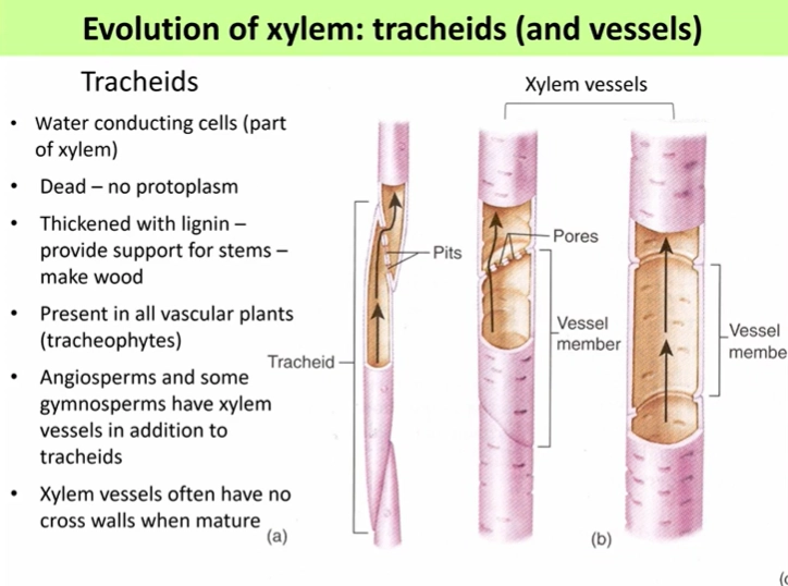 <ul><li><p>trachieds are part of the dead xylem tissue</p></li><li><p>they are present in all tracheophytes (vascular plants), but angiosperms and some gymnosperms have additional xylem vessels</p></li><li><p>tracheids are tapered cells, where water can only pass from cell to cell through pits, which has a lot of resistance force</p></li><li><p>some xylem vessels have pores, but most have lost the connecting walls to become a continuous tube, which is more efficient</p></li></ul><p></p>