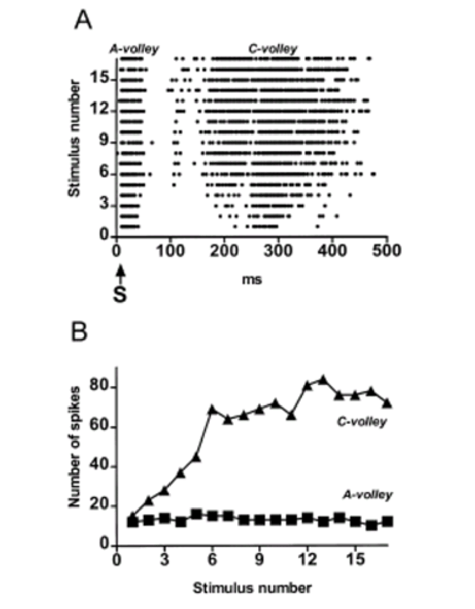 <p>Seen specifically with C-fibres (and thus noxious stimuli), if you keep stimulating at the same intensity in a specific area, the pain increases each time. It is a protective response for noxious stims, and is frequency dependent. </p><p>I.E. in graph - for stim no. 9, the A fibre has a short but rapid response, whilst the C fibre has a much larger and prolonged response for the same stim intensity. </p>