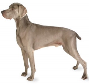 <p>Weimaraner</p>