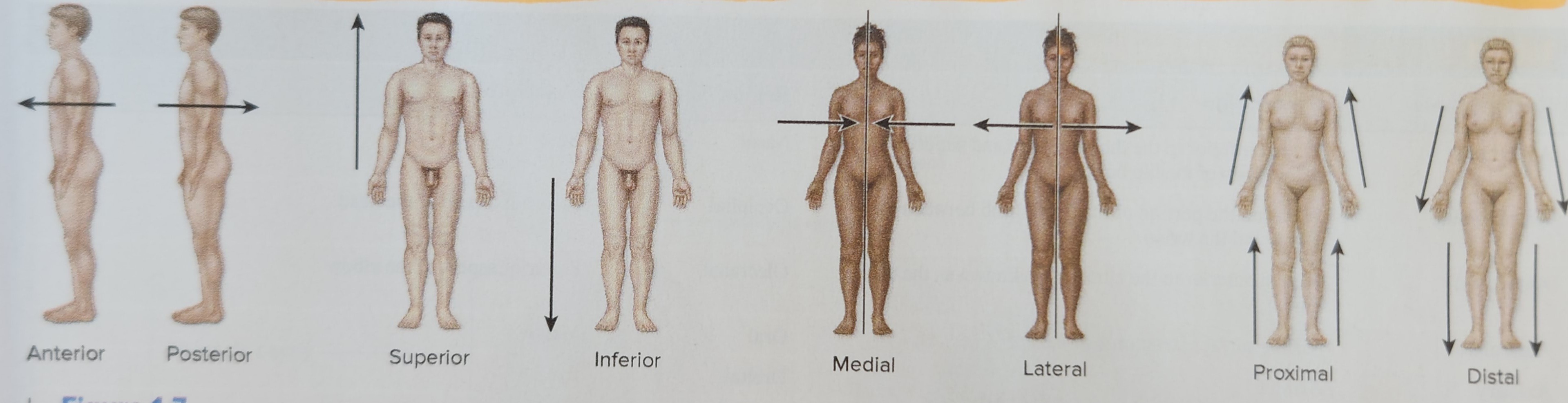 Inferior (Caudal) (The stomach is inferior to the heart)