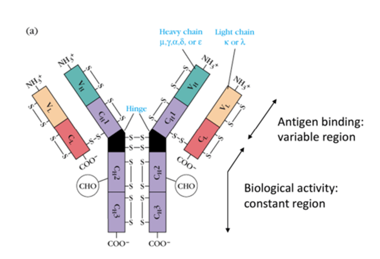 <p>4 peptide chains - 2 light, 2 heavy</p>