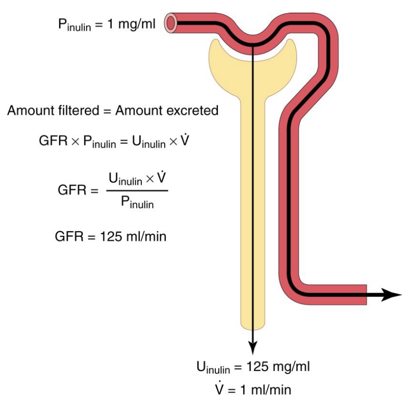 <ul><li><p><span style="background-color: transparent;"><span>RPC measurements can be used to determine how well the kidneys are functioning or how a substance is handled by the kidney</span></span></p><ul><li><p><span style="background-color: transparent;"><span>very important when figuring out dosing, developing new drugs, etc.&nbsp;</span></span></p></li></ul></li><li><p><span style="background-color: transparent;"><span>inulin (an exogenous substance) is freely filtered but not secreted or reabsorbed</span></span></p></li><li><p><span style="background-color: transparent;"><span>RPCinulin = GFR (typically 125 mL/min)</span></span></p></li><li><p><span style="background-color: transparent;"><span>RPC of any new substance will show how that substance is handled by the kidneys</span></span></p></li></ul><p></p>