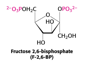 <p>Regulation of Gluconeogenesis</p>