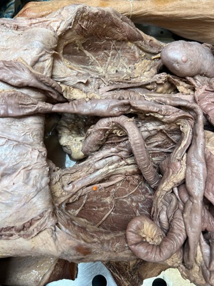 <p>femoral nerve</p>