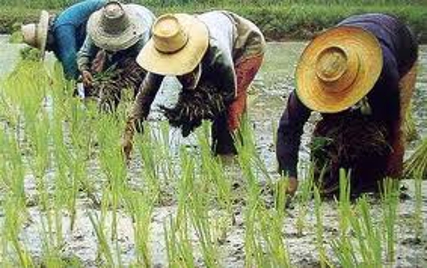 <p>characteristic of farmers or their way of life</p>
